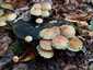 Sárga kénvirággomba (Hypholoma fasciculare), Őrség